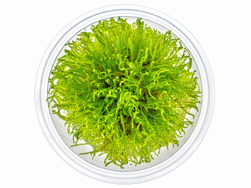 Giganten-Moos - Taxiphyllum sp. ´Giant´ in vitro